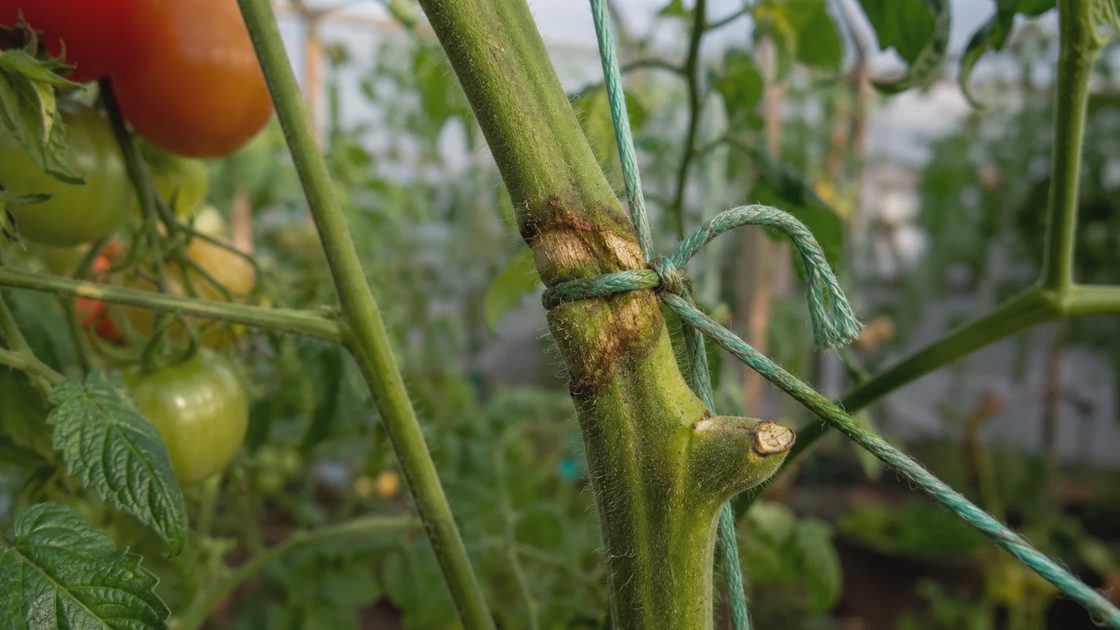 tomato stem damaged by tight garden ties.